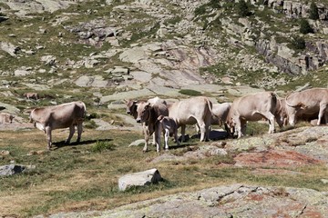Cows at the pasture in the Pyrenees