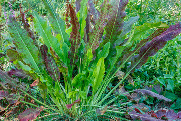 Grandes hojas verdes y moradas. Planta del género rumex. Ribera del Río Órbigo, León, España.