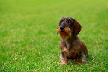 Dog breed Wire haired dachshund