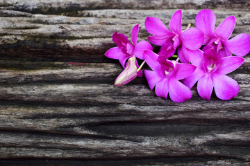 Pink orchid on wooden background