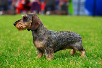 Dog breed Wire haired dachshund