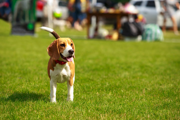 Dog breed beagle