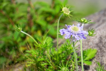 夏の花／岩場に咲く高山植物のマツムシソウ