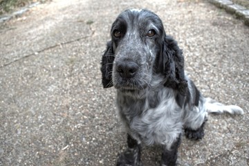 Cocker