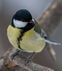 Great Tit, Parus major in the natural environment in the winter. Novosibirsk region, Russia.