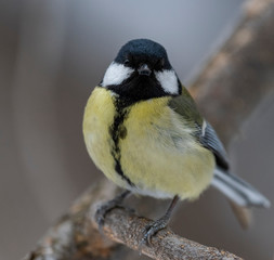 Great Tit, Parus major in the natural environment in the winter. Novosibirsk region, Russia.
