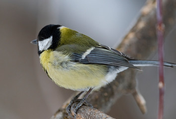 Obraz premium Great Tit, Parus major in the natural environment in the winter. Novosibirsk region, Russia.