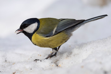 Obraz premium Great Tit, Parus major in the natural environment in the winter. Novosibirsk region, Russia.