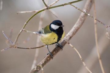Obraz na płótnie Canvas Great Tit, Parus major in the natural environment in the winter. Novosibirsk region, Russia.
