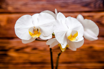 A branch of yellow orchids on a brown wooden background 