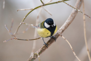 Obraz na płótnie Canvas Great Tit, Parus major in the natural environment in the winter. Novosibirsk region, Russia.