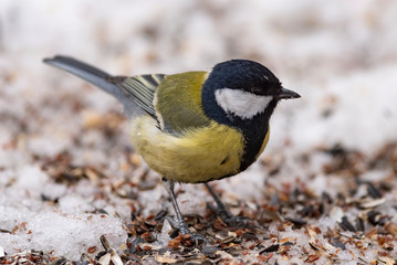 Great Tit, Parus major in the natural environment in the winter. Novosibirsk region, Russia.