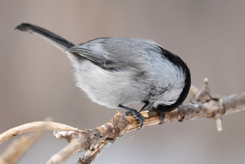 Willow Tit, Black-capped Chickadee, Parus montanus in the natural environment in the winter. Novosibirsk region, Russia.