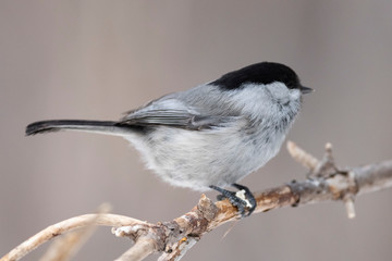 Obraz premium Willow Tit, Black-capped Chickadee, Parus montanus in the natural environment in the winter. Novosibirsk region, Russia.