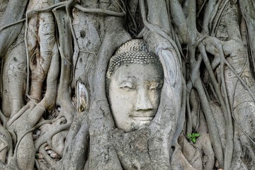 Tête de bouddha en pierre dans les racines de Banyan