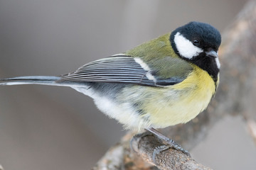 Great Tit, Parus major in the natural environment in the winter. Novosibirsk region, Russia.