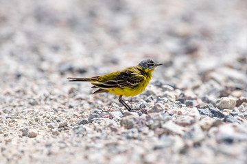 Yellow Wagtail (Motacilla flava) in nature close-up.