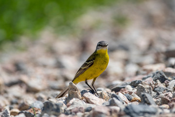 Yellow Wagtail (Motacilla flava) in nature close-up.