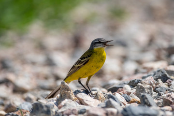 Yellow Wagtail (Motacilla flava) in nature close-up.