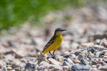 Yellow Wagtail (Motacilla flava) in nature close-up.