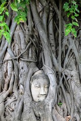 Tête de bouddha dans les racines de Banyan 2