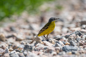 Yellow Wagtail (Motacilla flava) in nature close-up.