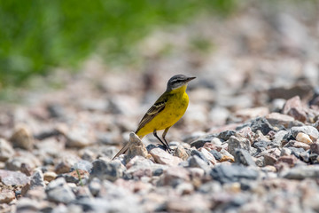 Fototapeta premium Yellow Wagtail (Motacilla flava) in nature close-up.