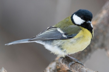 Fototapeta premium Great Tit, Parus major in the natural environment in the winter. Novosibirsk region, Russia.