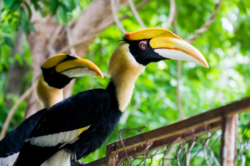 hornbill in wild life breeding station.