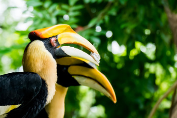 hornbill in wild life breeding station.