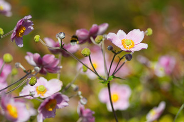 Herbst-Anemone