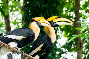 hornbill in wild life breeding station.