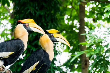 hornbill in wild life breeding station.