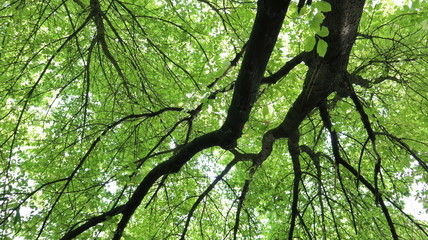 Fototapeta premium tree on a background of blue sky