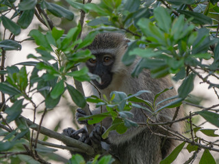 Vervet Monkey in Queen Elizabeth National Park, Uganda