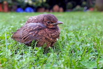 junge Amsel