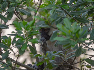 Vervet Monkey in Queen Elizabeth National Park, Uganda