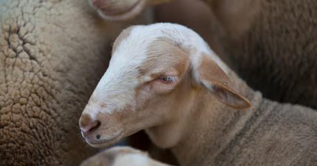 Cordero en un feria de ganado