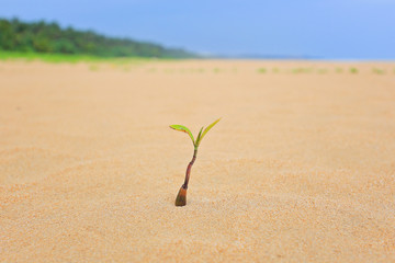 Little sprout on the beach