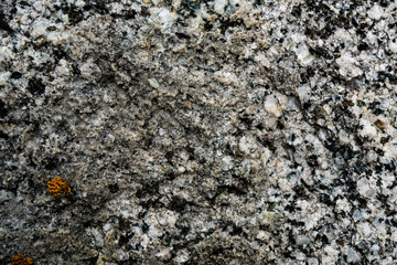 The texture of the stone overgrown with moss. Background image of a boulder