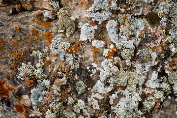 The texture of the stone overgrown with moss. Background image of a boulder