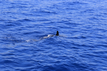 Fototapeta premium Dolphin fin above the water