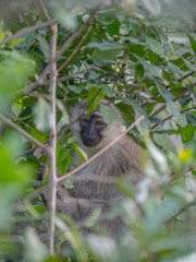 Vervet Monkey in Queen Elizabeth National Park, Uganda
