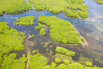 Mangroves, top view. Mangrove forest and winding rivers. Tropical background