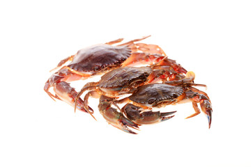 Crab isolated on white background.