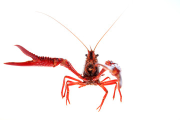 Crayfish