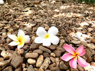 Frangipani tropical flowers on the pebbles ground, Plumeria flowers fresh, Plumeria (frangipani), in close-up. Glorious white and golden tropical flower.