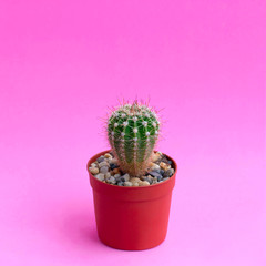 Small homemade cactus on pink background