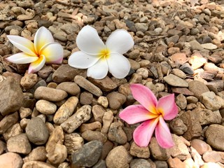 Fototapeta na wymiar Frangipani tropical flowers on the pebbles ground, Plumeria flowers fresh, Plumeria (frangipani), in close-up. Glorious white and golden tropical flower.