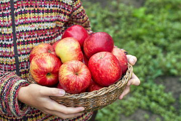 Hands of young girl are holding wicker basket full of organic red ripe autumn apples. Seasonal fruit gathering, agriculture and farming concept. Closeup, selective focus